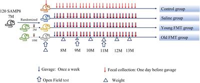 Frontiers Regular Fecal Microbiota Transplantation To Senescence